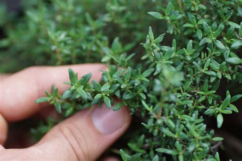 All About Thyme: Planting, Growing, Harvesting, Recipes, & More