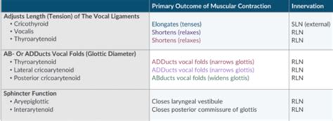 Apex Airway Anatomy Flashcards Quizlet