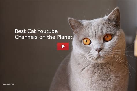 Top 50 Cat Youtube Channels For Funny Cute Entertaining And Educational