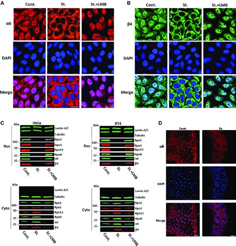 Amino Acid Starvation Induces Active Translocation Of The S