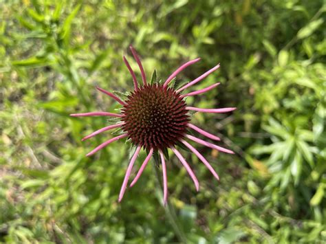 May Bloomers Echinacea Pallida Rachel Veal Flickr