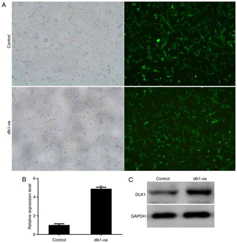 Role Of Protein Delta Homolog 1 In The Proliferation And