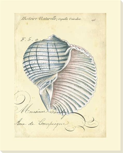 Seashell Ephemera V Wrapped Canvas Giclee Print Wall Art Wall Decor