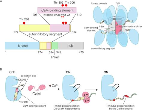 Molecular Mechanism Of Activation Triggered Subunit Exchange In Ca2