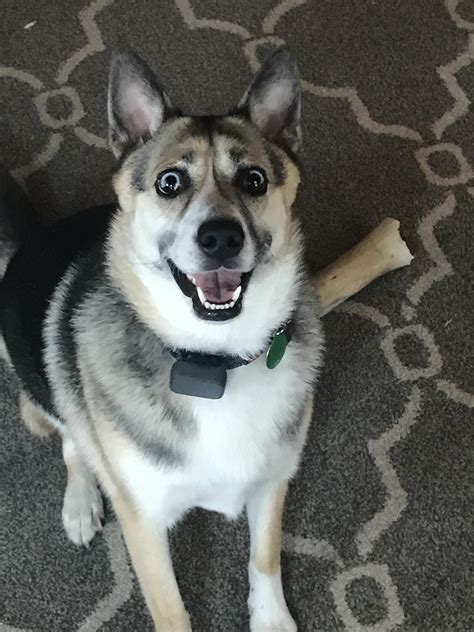 86 best Huskie images on Pholder | Aww, Pics and Aviation