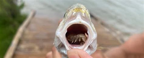 Horrifying parasite masquerading as fish tongue found in Texan state ...