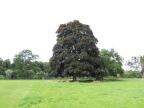 Acer Pseudoplatanus Atropurpureum Roodbladige Esdoorn Cv Van