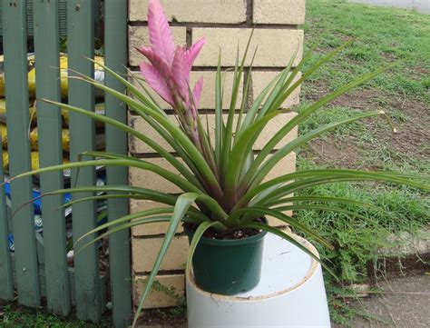 Bromeliads In Australia X Wallfussia Jonathan