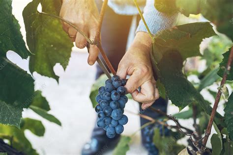 Harvesting grapes - Stock Image - F021/7005 - Science Photo Library