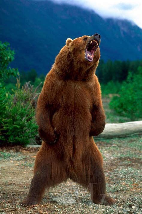 Grizzly Bear Roar