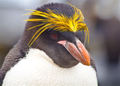 Wildlife Guide: Macaroni Penguin Facts - Quark Expeditions