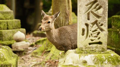 Famous Sika Deer Represent Rare Ancestral Population That’s Survived ...