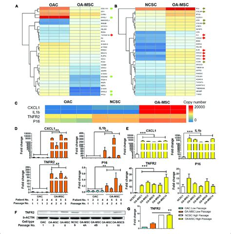 Differential Gene Expression Analysis By Rna Sequencing And