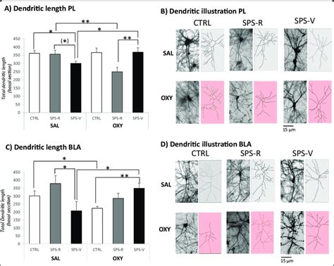 Dendritic Arbor Extension And Complexity Of Prelimbic PL And