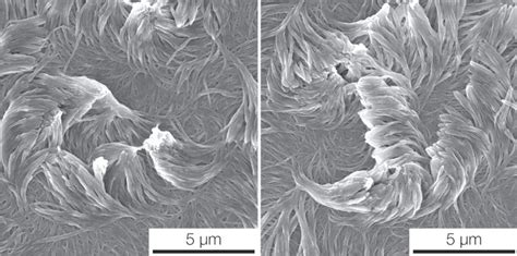 Polar Bear Fur Microscope