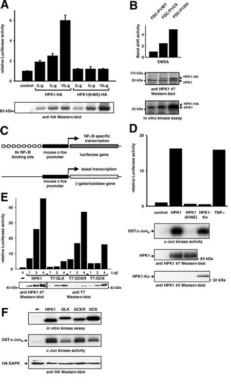 Activation Of Nfb Transcription Factors By Hpk And The Related Kinases