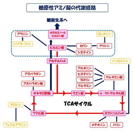 糖原性アミノ酸とケト原性アミノ酸の種類や代謝を解説してみた！ スポーツ栄養士あじのブログ