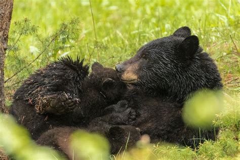 American black bear cubs become independent in 16-18 months : Awwducational