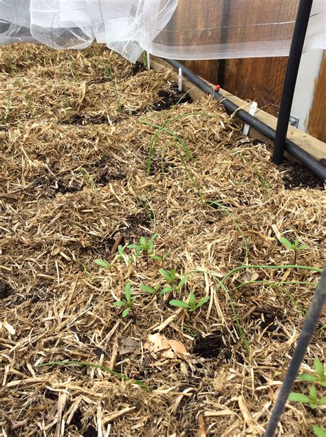 Growing Your Own Vegetable Seedlings Bunnings Workshop Community