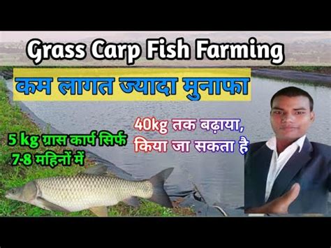 How To Fast Growth Grass Carp Grass Carp Fish Farming Grass Carp