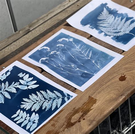 Tout savoir sur la technique du cyanotype l Atelier Géant