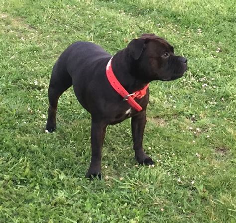 Chien Staffordshire Bull Terrier Jinka Dit Jade Du Domaine Des Alunts