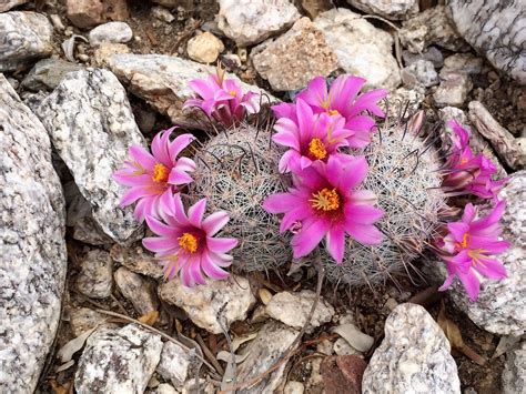 Mammillaria In Flower Flickr Photo Sharing Succulent Plants