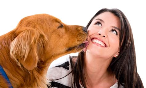 Cani Rischioso Farsi Leccare In Faccia Dal Cane La Risposta Degli