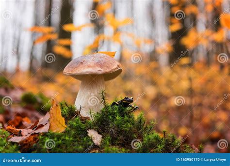 Salamandra De Fuego Con Champiñones Boletus En El Bosque Otoñal Raras