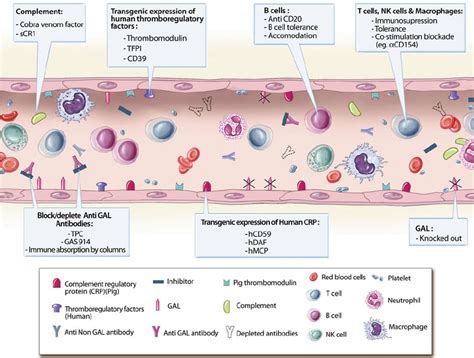 Current Methods to Prevent Xenograft Rejection | Download Scientific ...