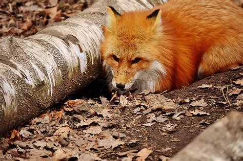 Quels Animaux Creusent Des Trous Dans Les Jardins Fiche Pratique