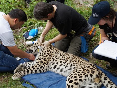 Persian Leopards Return To Caucasus Leopards Enviroshop About Magazine