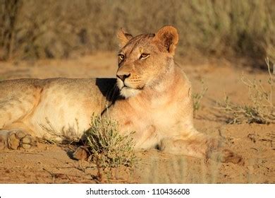 Kalahari Lion Lying Down Photos Images And Pictures