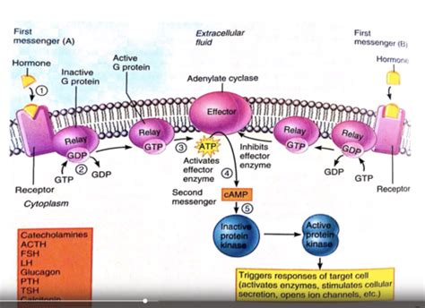 Biol Introduction To Endocrinology Flashcards Quizlet