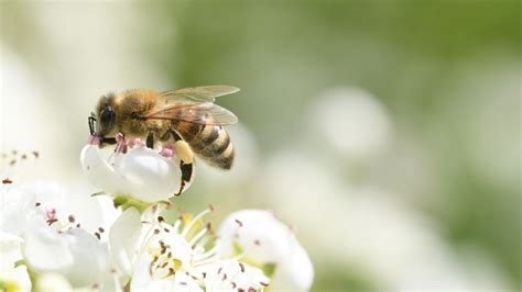 How To Attract Bees To Your Garden 7 Ways To Entice More Of These Beneficial Pollinators