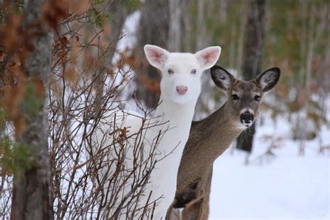 Albino White Tailed Deer Of Boulder Junction Wisconsin