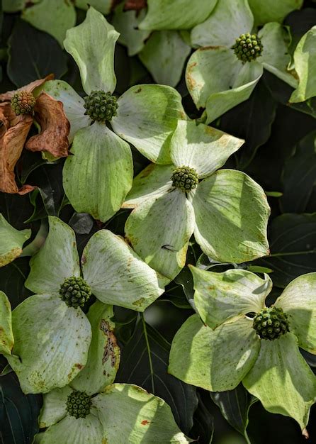 Premium Photo | Dogwood flowers