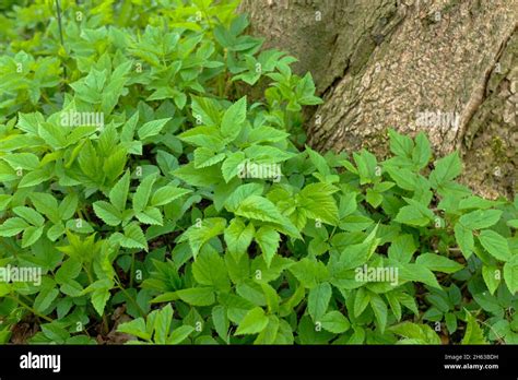 Ground Elder Aegopodium Podagraria Under Tree Trunk Stock Photo Alamy