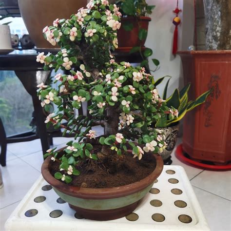 Very Rare And Thick Trunk Jade Bonsai Furniture And Home Living