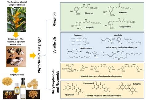 An Overview Of Ginger And Its Main Groups Of Active Constituents Of