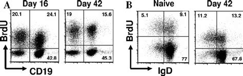 Analysis Of B Cell Proliferation During ␥ Hv68 Infection Mice Were