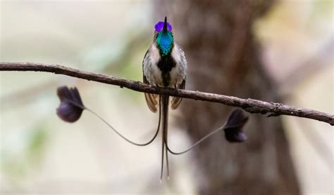 Marvelous spatuletail facts, distribution & population | BioDB