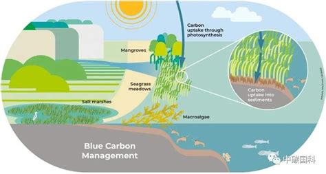 海洋蓝碳经济火了！一文了解蓝碳的价值、现状与机遇手机新浪网
