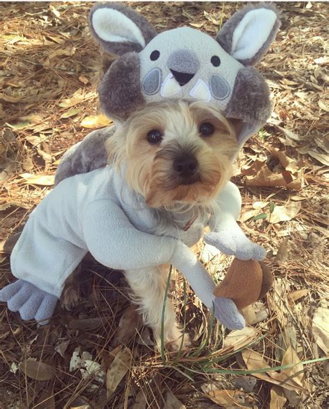 Happy Halloween Cute Animals