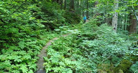 Forest Trail | Backcountry Sights