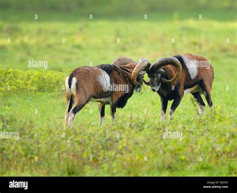 Mouflon (Ovis musimon, Ovis gmelini musimon, Ovis orientalis musimon ...