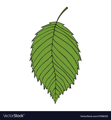 Elm Leaf Cartoon Style Royalty Free Vector Image