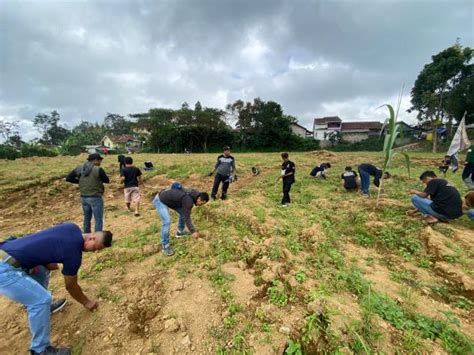 Protes Ke Pengembang Dan PU Warga Tanami Jagung Dan Pisang Lapang