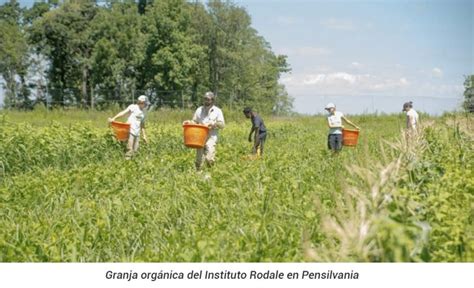 Agricultura Ecol Gica Versus Agricultura Tradicional