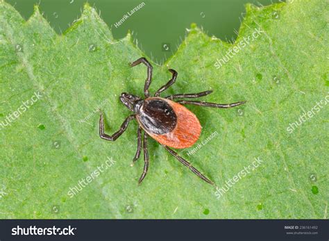 Castor Bean Tick Ixodes Ricinus Stock Photo 236161492 Shutterstock